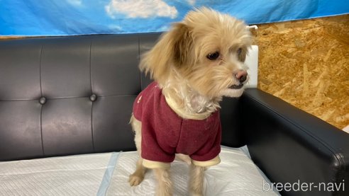 成約済の兵庫県のチワプー:チワワ×トイプードル-279802の7枚目